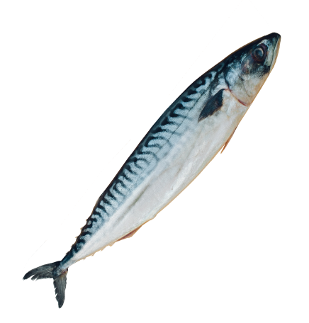 Mackerel